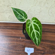 Load image into Gallery viewer, #61 Anthurium Magnificum Hybrid x
