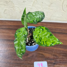 Load image into Gallery viewer, #98 Aglaonema Pictum Tricolor - With offshoot