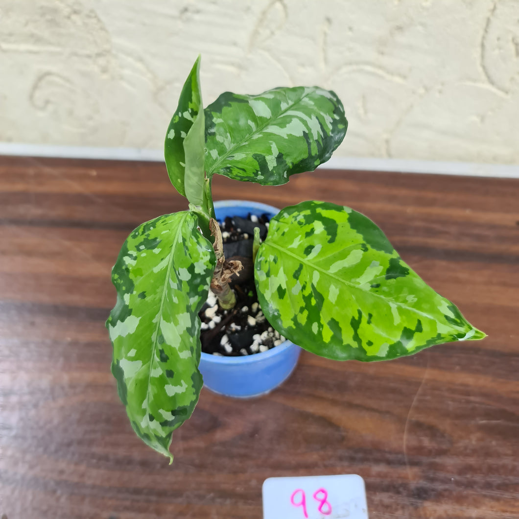 #98 Aglaonema Pictum Tricolor - With offshoot