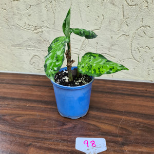 #98 Aglaonema Pictum Tricolor - With offshoot