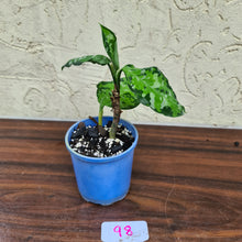 Load image into Gallery viewer, #98 Aglaonema Pictum Tricolor - With offshoot