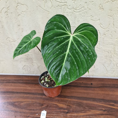 #71  Philodendron Gloriosum