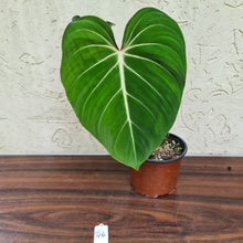 Load image into Gallery viewer, #46 Philodendron Gloriosum