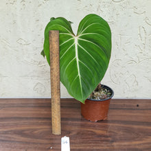 Load image into Gallery viewer, #46 Philodendron Gloriosum