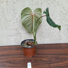 Load image into Gallery viewer, #46 Philodendron Gloriosum