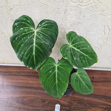 #13 Philodendron Gloriosum