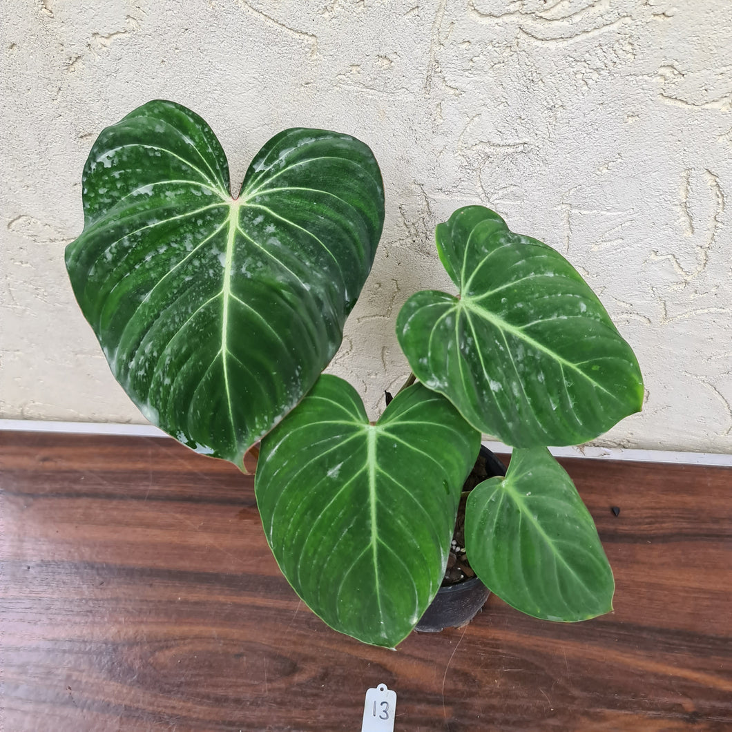 #13 Philodendron Gloriosum