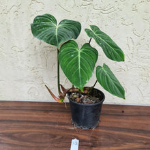 Load image into Gallery viewer, #13 Philodendron Gloriosum