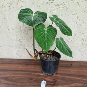 #13 Philodendron Gloriosum