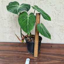 Load image into Gallery viewer, #13 Philodendron Gloriosum