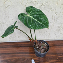 Load image into Gallery viewer, #48 Philodendron Gloriosum