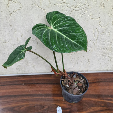 #48 Philodendron Gloriosum