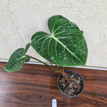 Load image into Gallery viewer, #48 Philodendron Gloriosum