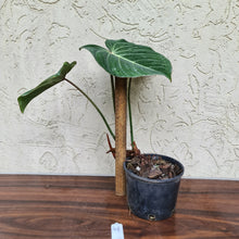 Load image into Gallery viewer, #48 Philodendron Gloriosum