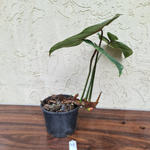 Load image into Gallery viewer, #48 Philodendron Gloriosum