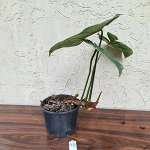 #48 Philodendron Gloriosum