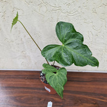 Load image into Gallery viewer, #43 Anthurium Macrolobium x