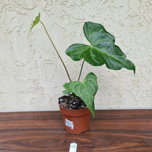 Load image into Gallery viewer, #43 Anthurium Macrolobium x