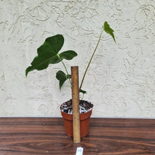 Load image into Gallery viewer, #43 Anthurium Macrolobium x