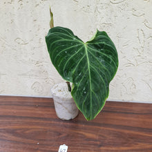 Load image into Gallery viewer, #47 Philodendron Splendid (Melanochrysum x Verrucosum)  - Rooted Tip cutting