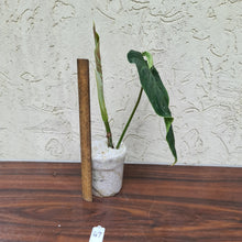 Load image into Gallery viewer, #47 Philodendron Splendid (Melanochrysum x Verrucosum)  - Rooted Tip cutting