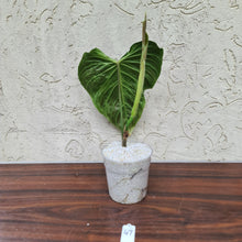 Load image into Gallery viewer, #47 Philodendron Splendid (Melanochrysum x Verrucosum)  - Rooted Tip cutting