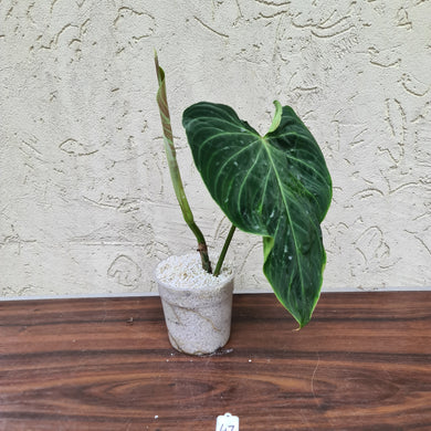 #47 Philodendron Splendid (Melanochrysum x Verrucosum)  - Rooted Tip cutting