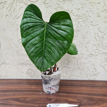Load image into Gallery viewer, #330 Large Philodendron Sodiroi - Rooted tip cutting