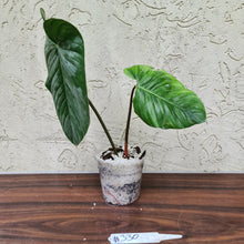Load image into Gallery viewer, #330 Large Philodendron Sodiroi - Rooted tip cutting