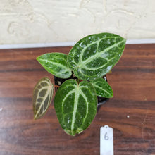 Load image into Gallery viewer, #6 Anthurium Magnificum Hybrid x - 2 x heads