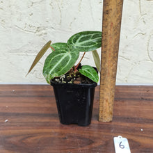Load image into Gallery viewer, #6 Anthurium Magnificum Hybrid x - 2 x heads