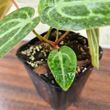 Load image into Gallery viewer, #6 Anthurium Magnificum Hybrid x - 2 x heads