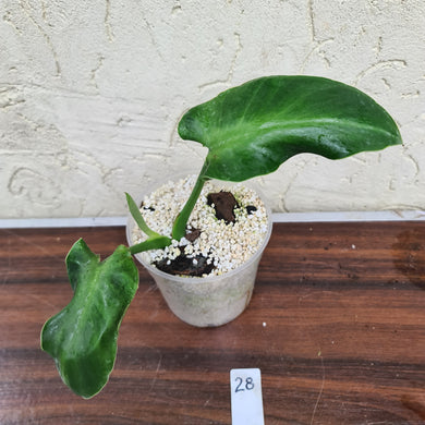 #28 Philodendron Rugosum - Aberrant Form