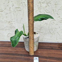 Load image into Gallery viewer, #28 Philodendron Rugosum - Aberrant Form