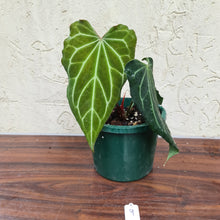 Load image into Gallery viewer, #9 Anthurium Magnificum x