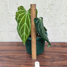Load image into Gallery viewer, #9 Anthurium Magnificum x