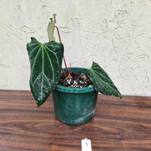 Load image into Gallery viewer, #9 Anthurium Magnificum x