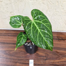 Load image into Gallery viewer, #20 Anthurium Magnificum Hybrid x