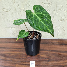 Load image into Gallery viewer, #20 Anthurium Magnificum Hybrid x