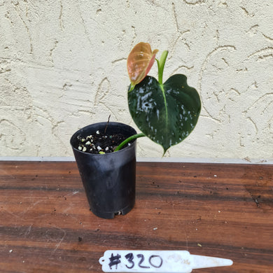 #320 Philodendron Lupinum - Well rooted cutting
