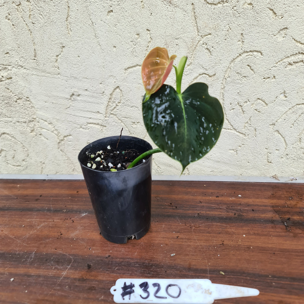 #320 Philodendron Lupinum - Well rooted cutting