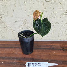 Load image into Gallery viewer, #320 Philodendron Lupinum - Well rooted cutting
