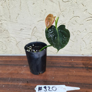 #320 Philodendron Lupinum - Well rooted cutting