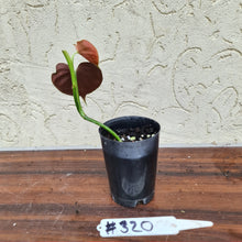 Load image into Gallery viewer, #320 Philodendron Lupinum - Well rooted cutting