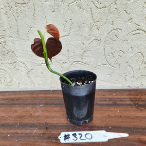#320 Philodendron Lupinum - Well rooted cutting