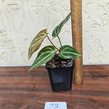 Load image into Gallery viewer, #73 Anthurium Magnificum Hybrid x