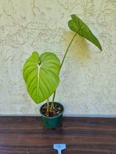 Load image into Gallery viewer, Copy of #205 Philodendron Dean McDowell - Rooted tip cutting