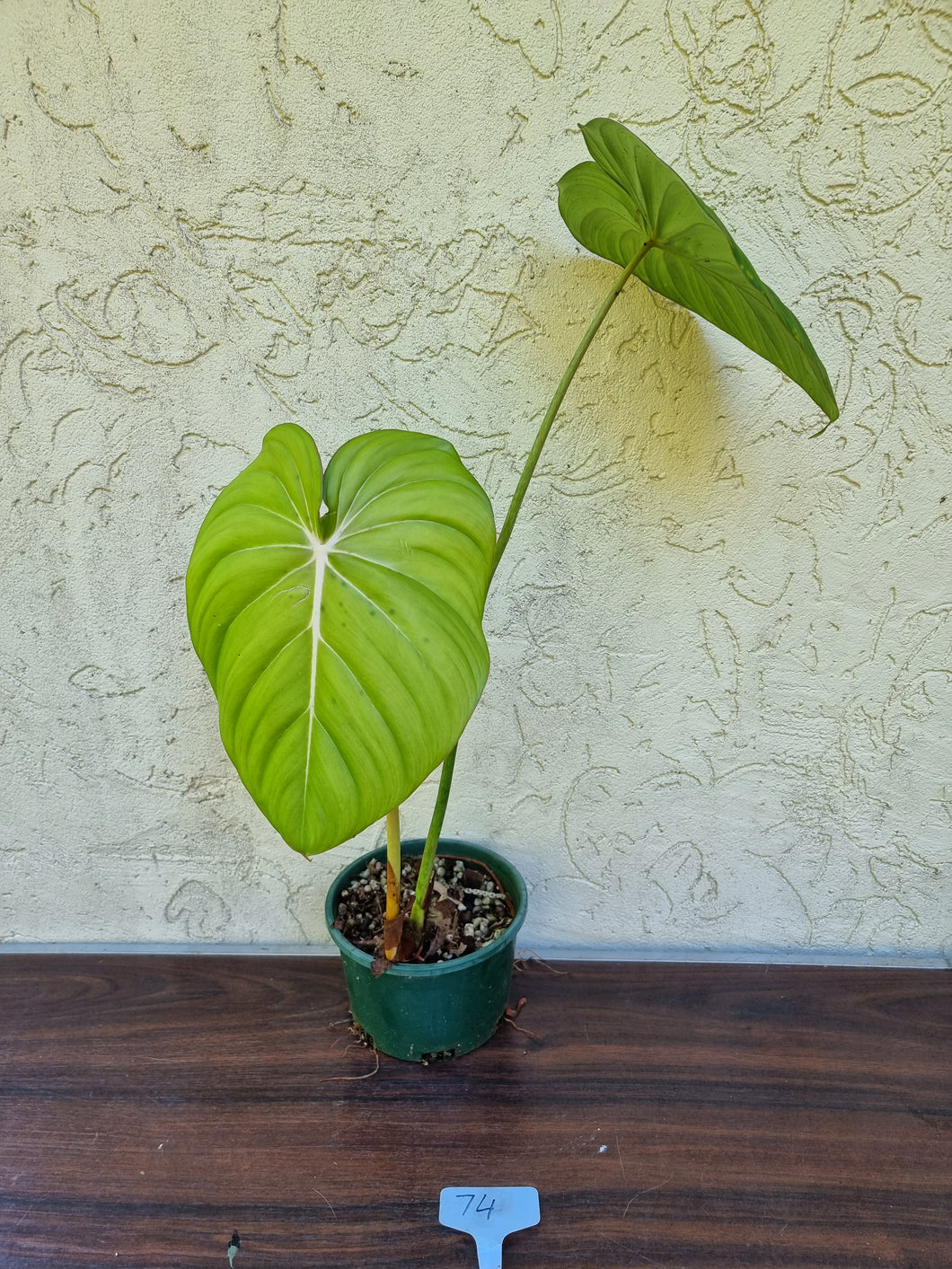 Copy of #205 Philodendron Dean McDowell - Rooted tip cutting