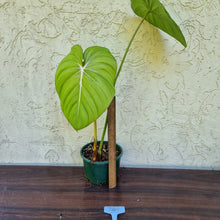 Load image into Gallery viewer, Copy of #205 Philodendron Dean McDowell - Rooted tip cutting