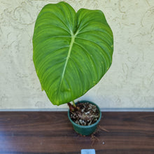 Load image into Gallery viewer, Copy of #205 Philodendron Dean McDowell - Rooted tip cutting